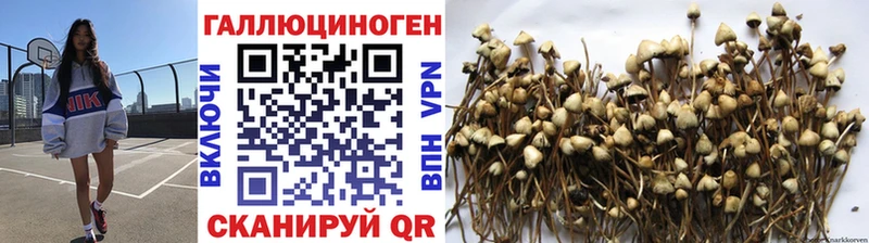 блэк спрут как войти  магазин продажи наркотиков  Избербаш  Галлюциногенные грибы Psilocybine cubensis 